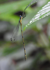 Synlestes selysi