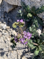 Phacelia crenulata minutiflora