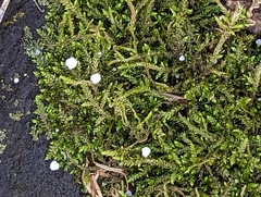 Bryophyta