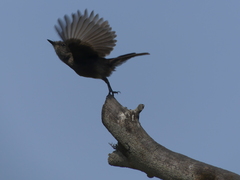 Pyrocephalus rubinus obscurus