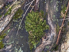 Bryophyta