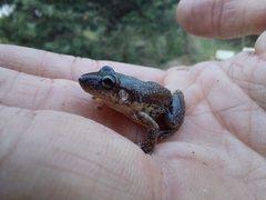 Scinax nasicus