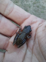 Scinax nasicus