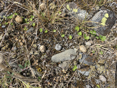 Dichondra brevifolia