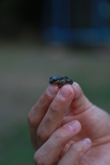 Scinax nasicus