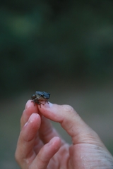 Scinax nasicus