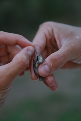 Scinax nasicus