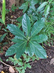 Pittosporum pentandrum