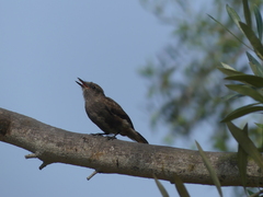 Pyrocephalus rubinus obscurus