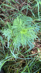 Senecio bipinnatisectus