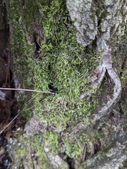 Bryophyta