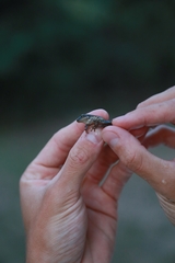 Scinax nasicus