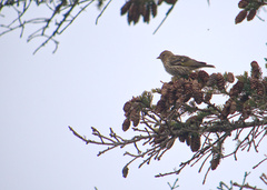 Spinus pinus image