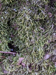 Bryophyta