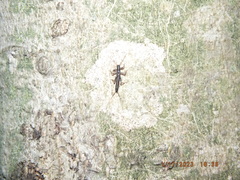 Allocapnia vivipara