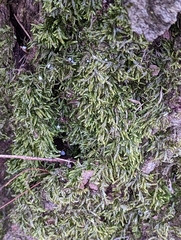 Bryophyta