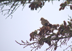 Spinus pinus image