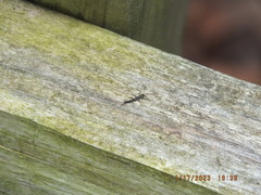 Allocapnia vivipara