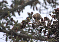 Spinus pinus image
