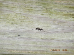 Allocapnia vivipara