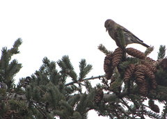 Spinus pinus image