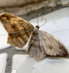 Psamatodes pallidata