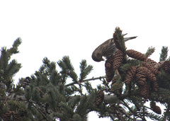 Spinus pinus image