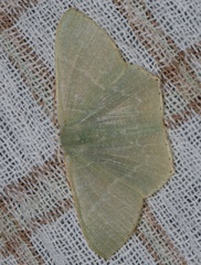 Thalassodes immissaria