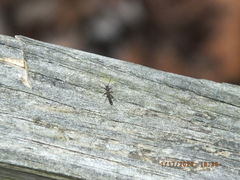 Allocapnia vivipara