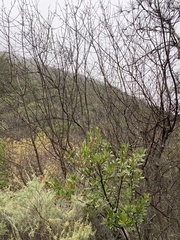 Fraxinus dipetala