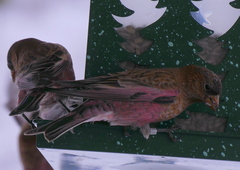 Leucosticte australis