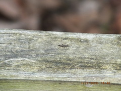 Allocapnia vivipara