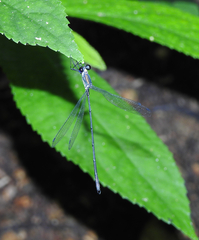 Synlestes selysi