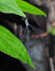 Synlestes selysi