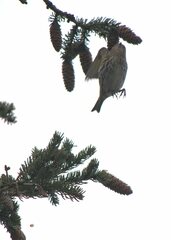 Spinus pinus image