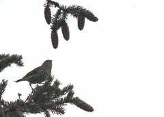 Spinus pinus image