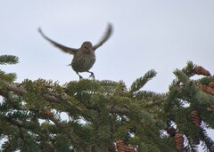Spinus pinus image