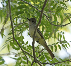 Myiarchus tyrannulus