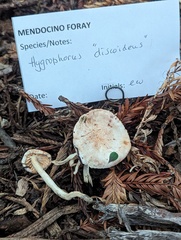 Hygrophorus discoideus