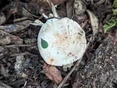 Hygrophorus discoideus