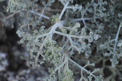 Ambrosia