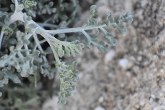 Ambrosia