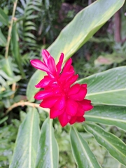 Alpinia purpurata