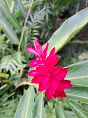Alpinia purpurata
