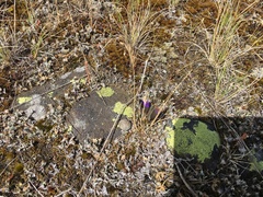 Lycaena boldenarum