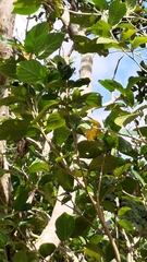 Neonauclea reticulata