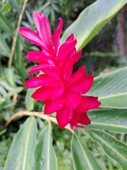 Alpinia purpurata
