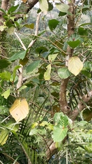 Neonauclea reticulata