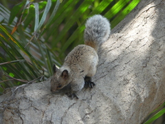 Sciurus stramineus
