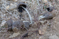 Montagnea arenaria